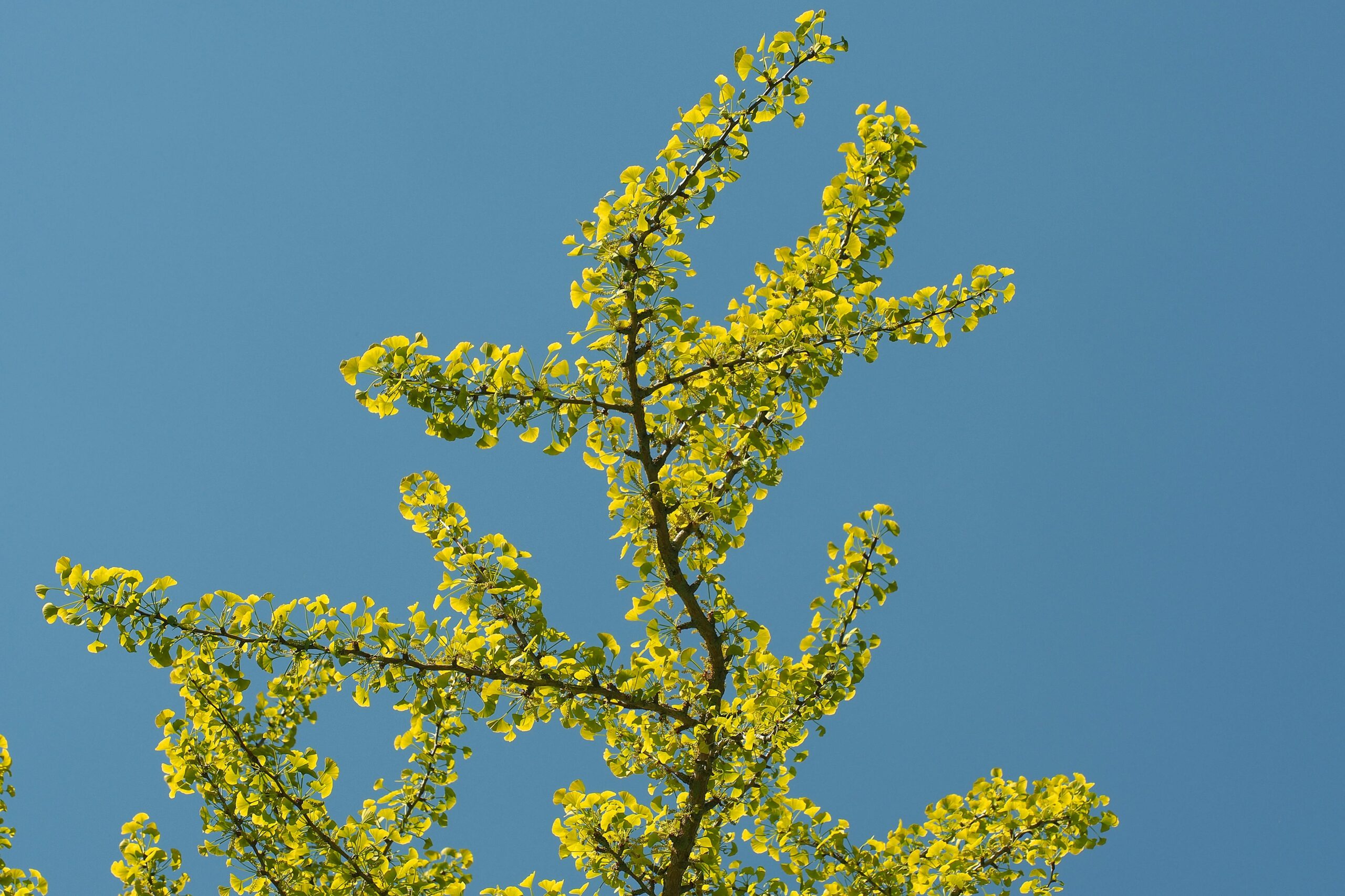 branches of a ginkgo biloba tree against a blue sky